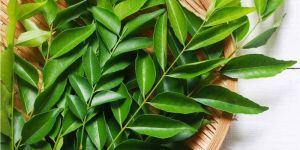 Fresh Curry Leaves