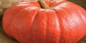 Fresh Red Pumpkin