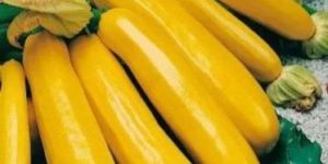 Fresh Yellow Zucchini