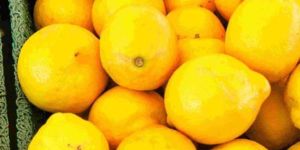Fresh Yellow Lemon