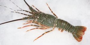 Frozen Lobster Sea Food