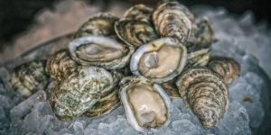 Frozen Oyster Sea Food