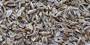 Dill Seeds