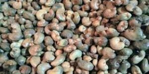 Raw Cashew