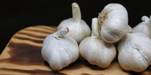 Fresh Garlic