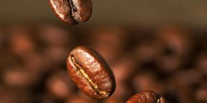 Robusta Coffee Beans