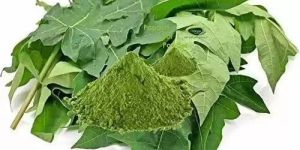 Natural Papaya Leaf Powder