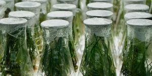 Bamboo Laboratory & Innovation Services