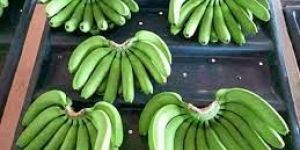 Green Banana