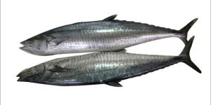 Frozen Spanish Mackerel Fish