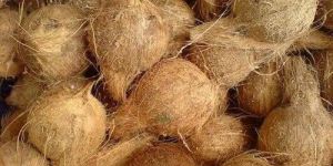 Semi Husked Coconut