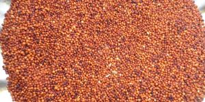Finger Millet Seeds