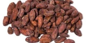 Dried Raw Cocoa Beans