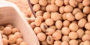 Soybean Seeds