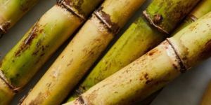 Fresh Sugarcane