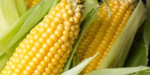 Yellow Maize