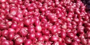 Nashik Red Onion