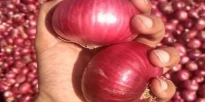 Red Big Onion