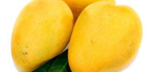 a Grade Fresh Yellow Mango