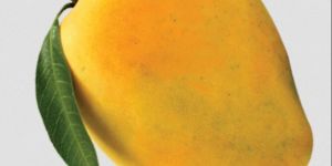 Fresh Alphonso Mango