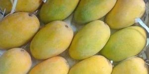 Fresh Kesar Mango