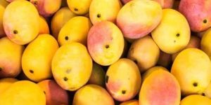 Organic Fresh Mango