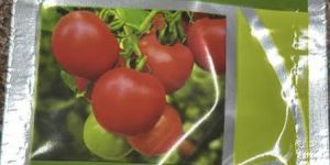 Syngenta Hybrid Sahoo Tomato Seeds