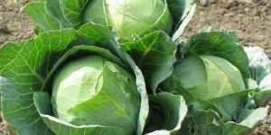 Cabbage