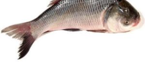 Fresh Catla Fish