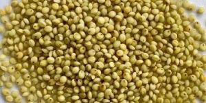 Browntop Millet