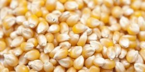 Cattle Feed Yellow Corn