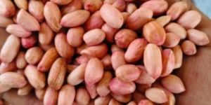 Groundnut Seeds