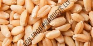 Wheat Grain