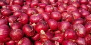 Organic Red Onion