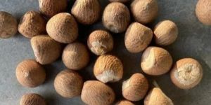 Whole Areca Nuts