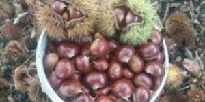 Chestnuts