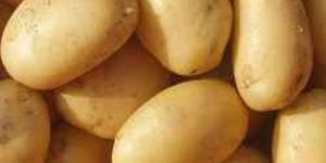 Fresh Big Potato