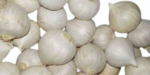 Fresh Whole Garlic
