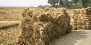Organic Mulching Natural Rice Straw