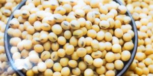 Soya Bean Seeds