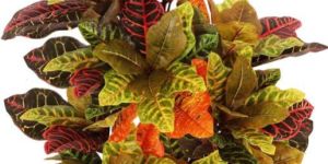 Plastic Artificial Croton Plant