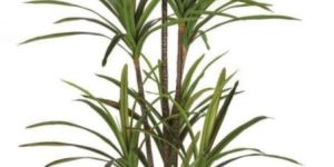 Plastic Artificial Dracaena Plant