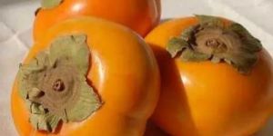 Fresh Persimmon Fruit