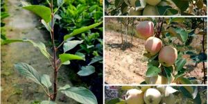 Apple Fruit Plants
