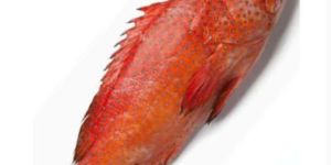Fresh Grouper Fish