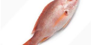 Fresh Red Snapper