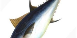 Fresh Yellowfin Tuna Fish