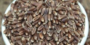 Black Wheat Seed