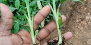 Banana Tissue Cultured Plants