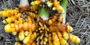 Fresh Turmeric